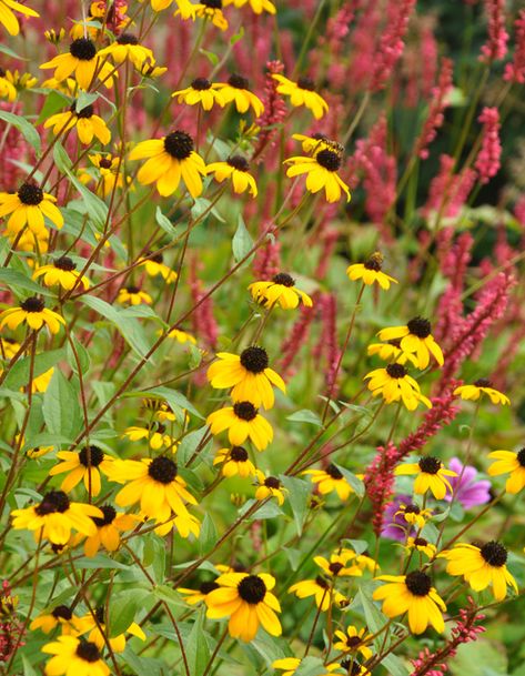 Rudbeckia Companion Plants, Rudbeckia Fulgida, Rudbeckia Laciniata, Rudbeckia American Gold Rush, Rudbeckia Triloba, Plants That Attract Butterflies, Sweet Woodruff, Asclepias Tuberosa, Three Dogs