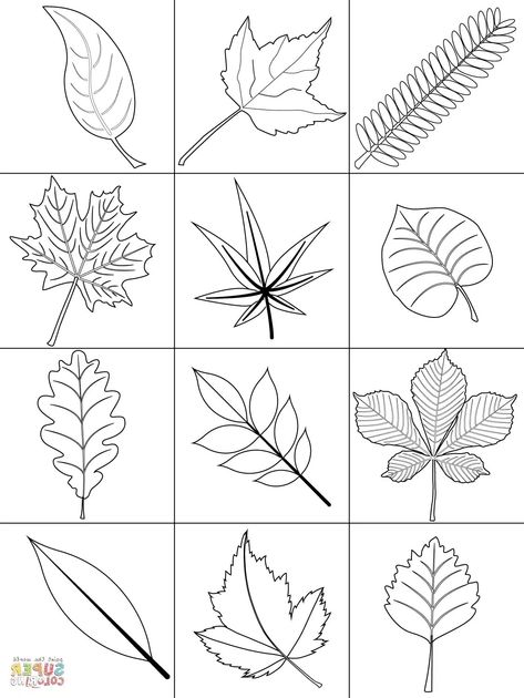 Coloring Leaves, Leaves Coloring Pages, Leaf Printables, Pictures Of Leaves, Leaves Coloring, Fall Leaves Coloring Pages, Pretty Leaves, Leaves Printable, Printable Leaves