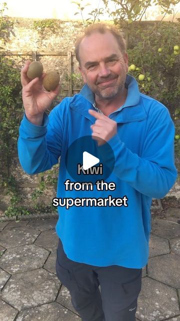 Simon Akeroyd on Instagram: "A kiwi band for a kiwi fruit. (I know they are also partly Aussie) How to grow a kiwi from the supermarket. This is a fun and fairly easy fruit to grow. Most kiwis require both male and female plants for pollination in order to produce fruit, so grow a few seedlings to increase your chances #growyourgroceries #gardeningforbeginners #growyourownfruit"