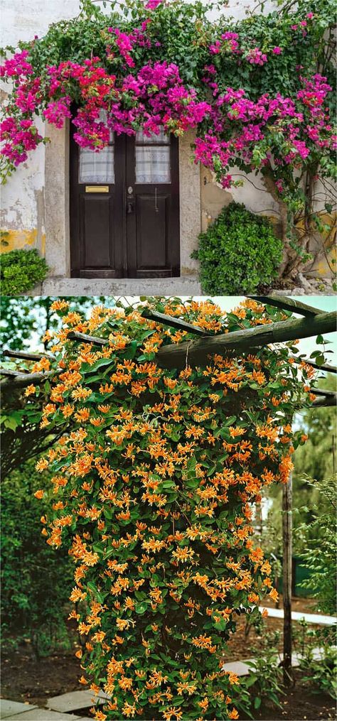 20+ Favorite Flowering Vines and Climbing Plants - A Piece Of Rainbow Vine Fence, Fast Growing Flowers, Climbing Flowers, Patio Pergola, Garden Vines, Pergola Design, Garden Shrubs, Climbing Vines, Flowering Vines