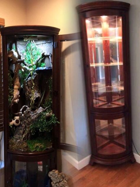 Reptile furniture cage curio cabinet Corner Reptile Enclosure, Diy Curio Cabinet Terrarium, Curio Cabinet Terrarium, Corner Terrarium, Reptile Organization, Diy Reptile Enclosure Furniture, Diy Reptile Enclosure, Diy Chameleon Enclosure Decor, Display Shelf Reptile