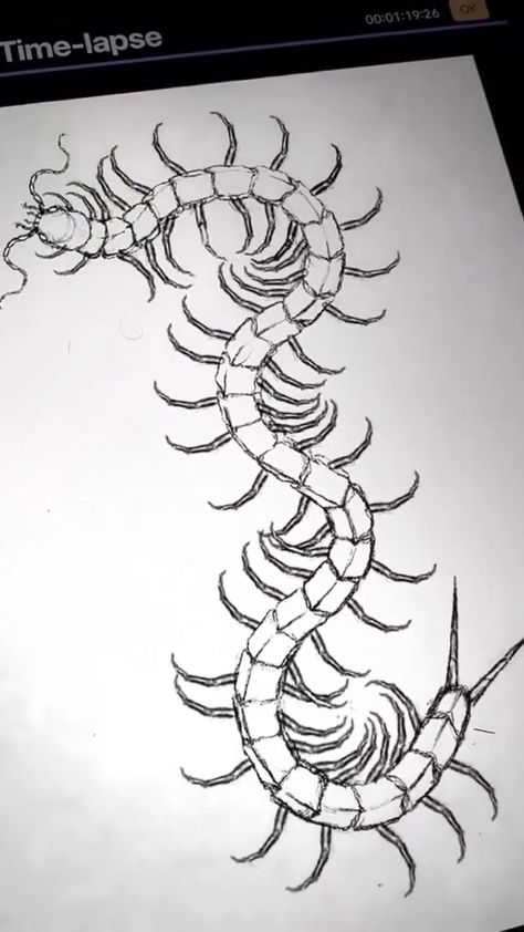 Centipede Drawing Reference, Centepide Tattoo Drawing, Centipede Embroidery, Centapeid Tattoo Design, Centipede Back Tattoo, Kaneki Centipede Tattoo, Centipede Tattoo Design, Centipede Design, Centipede Drawing