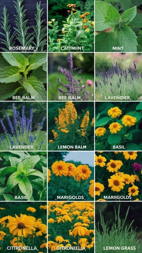 16 Plants That Repel Bugs and Mosquitoes Naturally » Humbaa.com Garden Plants That Repel Mosquitos, Plants That Deter Bugs, Mosquito Plants Repellant, Plants Repel Mosquitos, Plants That Repel Mosquitos, Plants That Repel Flies, Repel Mosquitos, Plants That Repel Bugs, Natural Bug Repellent