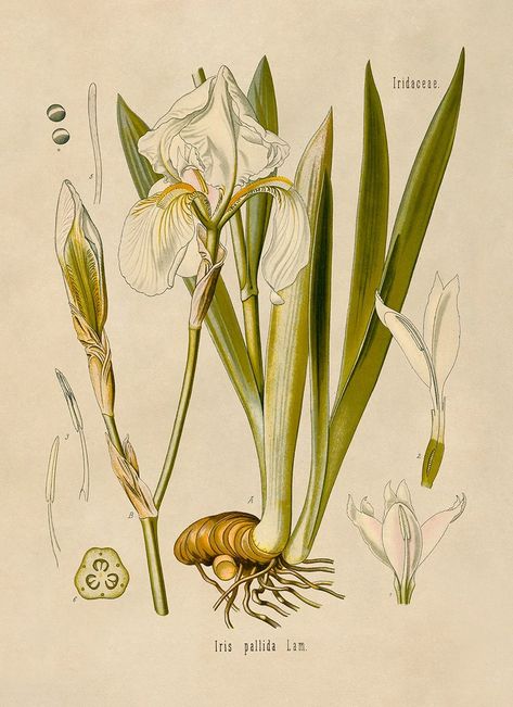 Saffron Plant, Iris Botanical, Botany Illustration, Iris Flower, Illustration Poster, Iris Flowers, Sketch Painting, Plant Illustration, Chapel Hill