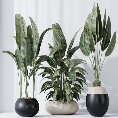 HQ Plants Bird Of ParadiseBird Vase Set06 Bird Of Paradise Plant, Rustic Planters, Banana Plants, Banana Tree, White Bird, Birds Of Paradise, Organic Modern, Bright Orange, Plant Decor