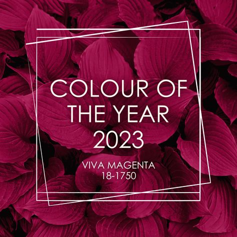 Bring a touch of bold elegance to your walls with the colour Viva Magenta. Dare to be different and add a splash of personality to your home decor'! https://dekro.co.za/pantone-colour-of-the-year-2023/ #DekroPaints #VivaMagenta #Colour2023 Colours 2023, November Colors, Pantone Colours, September Colors, Colour Fashion, Viva Magenta, Interior Design Color, Dare To Be Different, Coastal Living Room