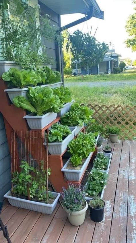 Mini Vegetable Garden Ideas Small Spaces Outdoor, Apartment Porch Garden, Small Garden Ideas Vegetable, Indoor Gardening Diy, Apartment Vegetable Garden, Diy Home Garden, Balcony Gardens, Diy Outdoor Storage, Small Balcony Garden