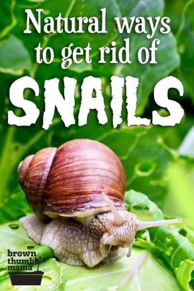 How To Get Rid Of Snails And Slugs, Getting Rid Of Earwigs, Vegetable Harvest, Snails In Garden, Organic Vegetable Garden, Garden Pests, Growing Herbs, Organic Vegetables, Natural Life