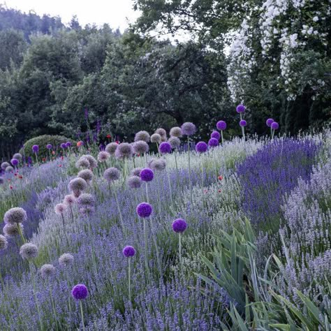 lavandula paired with allium giganteum Allium Flowers, Lavender Garden, Purple Garden, Grasses Garden, Cottage Gardens, Have Inspiration, Low Maintenance Garden, Mediterranean Garden, Garden Borders