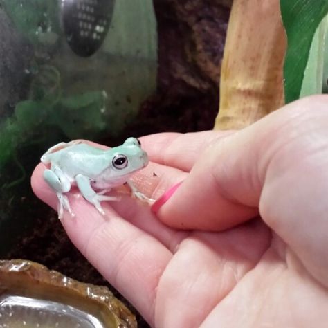 Tiny whites tree frog/dumpy frog/Australian green tree frog :) Australian Whites Tree Frog, Australian Green Tree Frog, Australian White Tree Frog, Dumpy Tree Frog, Frog Terrarium, Whites Tree Frog, Amazing Frog, Green Tree Frog, Pet Frogs