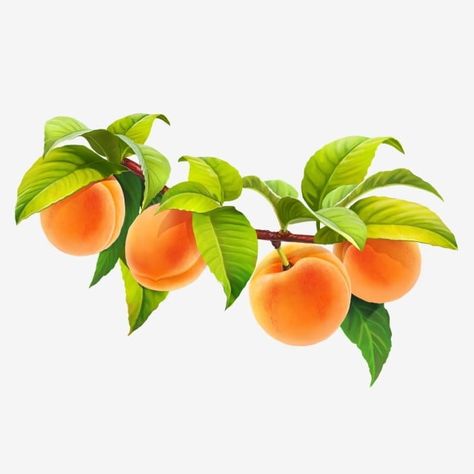 yellow,eating,nature,vegetarian,vitamin,organic,natural,juicy,tropical,green,white,orange,apricot,berry,bone,branch,flora,food,fruit,isolated,leaf,sweet,white background,leaf clipart,food clipart,fruit clipart,orange clipart,nature clipart,bone clipart,leaves clipart Peaches On Branch, Apricot Illustration, Apricot Juice, Peach Leaves, Vitamins For Vegetarians, Spring Flowers Background, Fruit Clipart, Leaves Png, Tropical Illustration