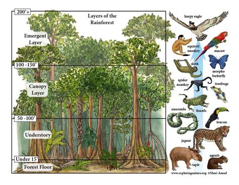 Learn about animals and habitats through simple, fun activities on Exploringnature.org Rainforest Ecosystem Project Ideas, Rainforest Layers Printable, 4 Layers Of The Rainforest, Rainforest Layers, Rainforest Worksheets, Layers Of The Rainforest, Rainforest Preschool, Rainforest Deforestation, Rainforest Facts