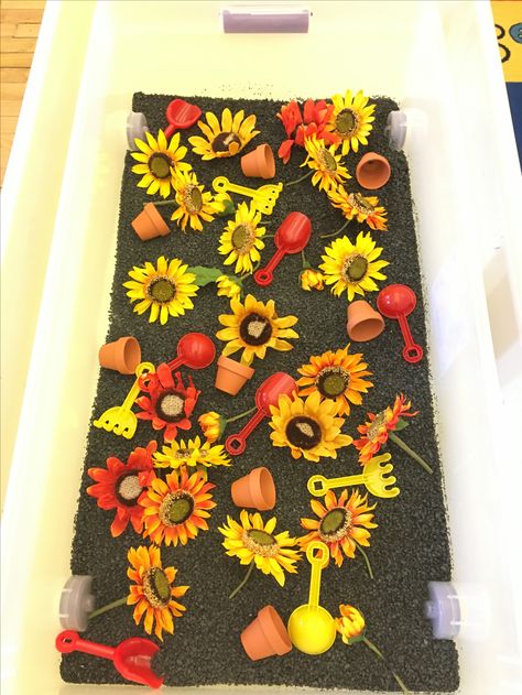 Sunflower Sensory Activities, Sunflower Tuff Tray, Sunflower Math Activities Preschool, Sunflower Theme For Preschool, Sunflower Sensory Bin, Sunflower Activities For Toddlers, Sunflower Preschool Crafts, Sunflower Craft Preschool, Sunflower Activities For Preschool