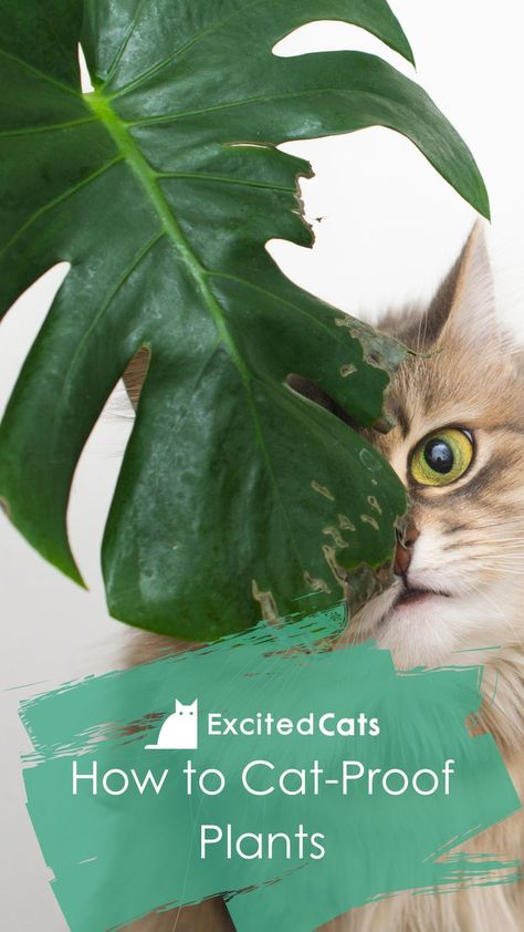 Plant Cat Litter, Plants Out Of Cats Reach, Cat Safe Hanging Plants, Poisonous Plants For Cats, Dangerous Plants For Cats, Cat Proofing Plants, Cat Proof House Plants, How To Keep Cats Out Of House Plants, How To Protect Plants From Animals