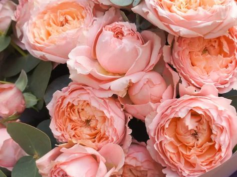 Juliette Rose Bouquet, Juliette Rose, Juliet Garden Rose, Juliet Rose, Heirloom Roses, Types Of Roses, Shades Of Peach, David Austin, Aesthetic Stuff