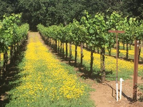 Backyard Vineyard, Vineyard Garden, Grape Vineyard, Summer House Garden, Lavender Garden, Hummingbird Garden, Foundation Planting, Fine Gardening, Purple Grapes