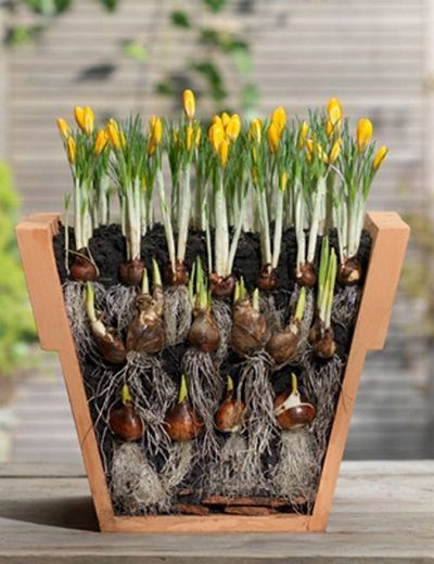 Fall Bulbs, Garden Bulbs, Garden Containers, Spring Bulbs, Bulb Flowers, Planting Bulbs, The Soil, Autumn Garden, Growing Vegetables