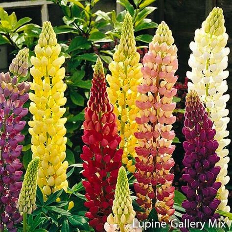 Top 10 Perennials to Grow in Colorado - Gulley Greenhouse Colorado Flowers, Colorado Landscaping, Colorado Gardening, Making Plant Pots, Flower Spike, Backyard Garden Design, Perennial Garden, Spring Garden, Shade Garden