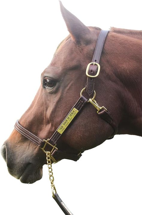 Halter For Horses, Leather Horse Halter, Engraved Name Plates, Horse Brown, Horse Halters, Horse Halter, Palomino Horse, Engraved Plates, Western Horse Tack