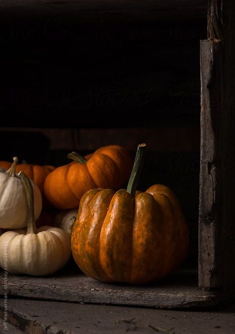 Pumpkin Photography, Witch Hazel Toner, Still Life Photos, Pumpkin Art, Foto Art, Autumn Beauty, Stock Photography Free, Chiaroscuro, Autumn Cozy