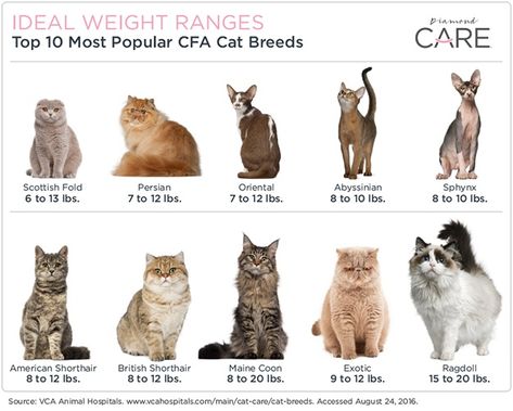 Wondering what the ideal weight is for your cat? Your cat's healthy weight might depend on their breed. Check out the ideal weight range for your Scottish fold, Maine coon, Persian, Ragdoll and more.   #CatWeightLoss #CatHealth #MaineCoon #Ragdoll #ScottishFold #Persian #BritishShorthair Long Haired Cats Breeds, Cat Weight Chart, Himalayan Persian Cats, Toyger Cat, All Cat Breeds, Most Popular Cat Breeds, Popular Cat Breeds, Manx Cat, Long Cat