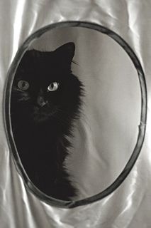 Mirror, mirror. | Flickr - Imurchan A Black Cat, A Black, Black Cat, Mirror, Black