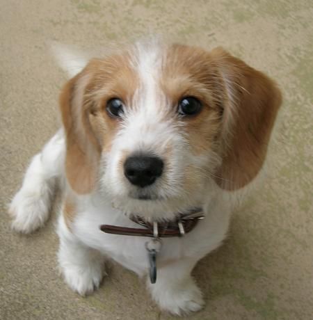 Baxter the Beagle Mix. I seriously want this dog! Beagle Poodle Mix, Beagle Mix Puppies, Teacup Yorkie For Sale, Cat Behaviour, Beagle Funny, Daisy Mae, Therapy Animals, Tiny Puppies, Beagle Mix