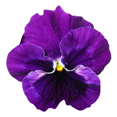 Blue Pansy Flower, Purple Blossom, Blue Pansy, Viola Flower, Flower Png Images, Bloom Flowers, Pansy Flower, Pansies Flowers, Flowers Wallpaper