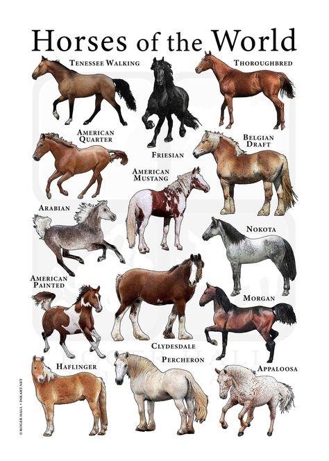 A colorful collage of scientifically accurate illustration of various breeds of horses. The layout features fourteen different types of these beautiful equines. American Mustang American Paint Horse American Quarter Appaloosa Arabian Belgian Draft Clydesdale Friesian Haflinger Morgan Nakota Percheron Tennessee Walking Horse Thoroughbred All images are scientifically accurate and expertly drawn by wildlife artist Roger Hall, who has been working in the field for over 20 years for such noted organ American Belgian Horse, Standard Bred Horses, Different Types Of Horses, Canadian Horse Breed, Mustang Horse Aesthetic, Nakota Horse, Types Of Horses Breeds, Horse Breeds Chart, Type Of Horses