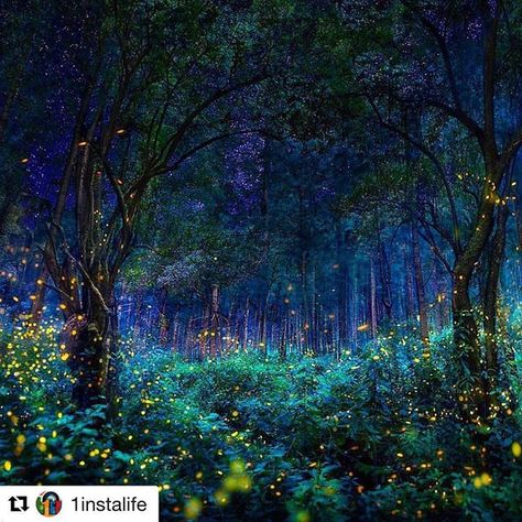 The Magic of the Natural World - Firefly Forest. Have you ever seen them? They create such wonder and beauty with their nighttime dance.  #firefly #fireflies #forests #mystical #connectedspirit #forestlovers #psychodelic #spiritualbeing #mystical #soul #s Zhangjiajie, Socotra, Amazing Places On Earth, Night Forest, Magical Forest, 판타지 아트, Enchanted Forest, Fantasy Landscape, Out Of This World