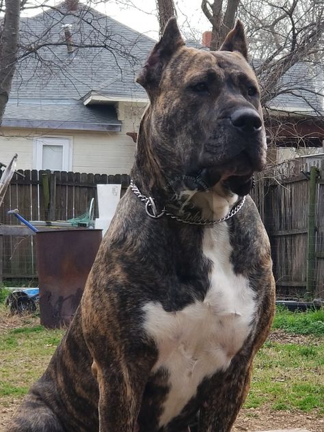 perro de presa canario Pressa Canario Dog, Persa Canario Dog, Presa Canario Dog, Presa Canario Mastiff, Molossus Dog, Press Canario, Top Facts, Mastiff Breeds, Wallpaper Dog