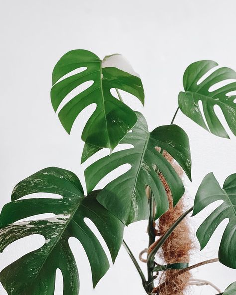 Monstera Plant Photography, Monstera Photography, Air Layering, Plants Are Friends, Office Plants, Plant Aesthetic, Monstera Plant, Plant Painting, Tropical Foliage