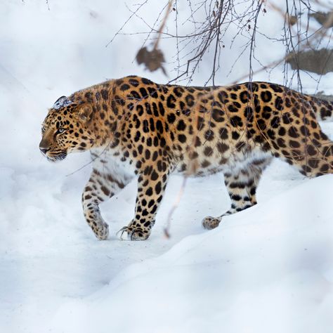 Amur Leopard Facts - WildCats Conservation Alliance Leopard Facts, Bizarre Animals, Beautiful Wildlife, Amur Leopard, Endangered Wildlife, Leopard Art, Wildlife Photos, Leopard Animal, Seoul Korea