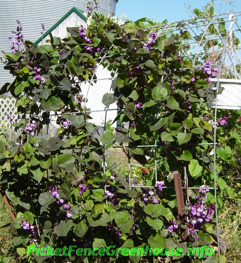 Fence Greenhouse, Hyacinth Bean, Hyacinth Bean Vine, Grapevine Growing, Hyacinth Plant, Purple Beans, Fast Growing Vines, Purple Hyacinth, Growing Vines