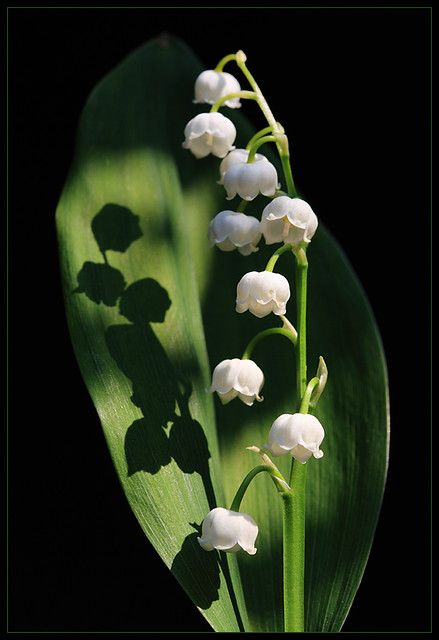 Convallaria Majalis, Foto Transfer, Lily Of The Valley Flowers, Valley Flowers, Hello May, Flower Pictures, Lily Of The Valley, Love Flowers, My Flower