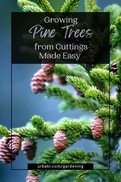 Bringing the majesty and serenity of pine trees to your garden is a rewarding and fulfilling experience. While growing pine trees from seeds is a popular method, did you know that you can also propagate them from cuttings? This article will guide you through the step-by-step process of growing pine trees from cuttings, allowing you to nurture new life and create a thriving pine forest right in your backyard. Get ready to dive into the world of propagation and unlock nature's green magic with... Propagating Evergreen Trees, Droopy Pine Tree, Pine Tree In Pot, Propagating Trees From Cuttings, Growing A Pinecone, Propagating Trees, Pine Cone Seeds, Tree Medicine, Tree Propagation