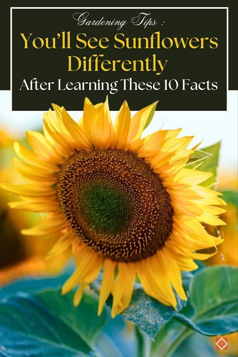 Learn 10 incredible facts about sunflowers that go beyond their beauty. From their economic value in the U.S. sunflower industry to their unique growing habits, these facts will transform how you see Helianthus. Dive into the amazing world of sunflowers and uncover their hidden secrets. Facts About Sunflowers, Sunflower Facts, Sunflower Festival, How Plants Grow, Rs Activities, Harvest Festivals, Basking In The Sun, What Is A Bird, Symbol Of Peace