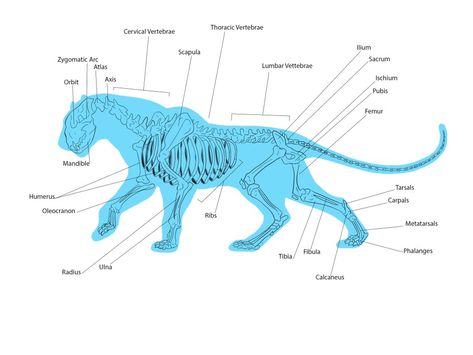 Panther Anatomy, Art Homework, Black Jaguar, Animal Anatomy, Anatomy Study, Body Reference, Study Notes, Black Panther, Homework