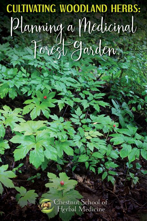 Wild Herb Garden, Medicinal Garden Design, Herbal Medicine Garden, Forest Garden Backyards, Forest Garden Ideas, Woodland Homestead, Forrest Food Garden, Fall Foraging Midwest, Medicinal Cottage Garden