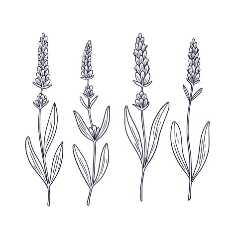 Free Vector | Hand drawn lavender outline illustration Lavender Outline, Drawn Lavender, Lavender Drawing, Outline Template, Outline Illustration, Plant Drawing, Psd Icon, Vector Hand, Iconic Photos