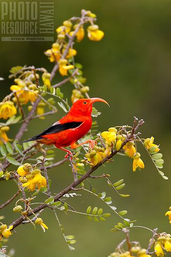 Hawaiian Birds, The Wrath Of Khan, Wrath Of Khan, Birds Beautiful, Modern Birds, High Mountain, Mountain Forest, Most Beautiful Birds, Science Fiction Film