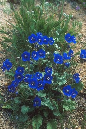 Phacelia nashiana (Hydrophyllaceae) Charlotte's phacelia. This showy species is endemic to the northwestern Mojave desert. California Bluebells, Phacelia Campanularia, Desert Bluebells, Desert Landscape Front Yard, California Native Garden, Uc Santa Barbara, California Plants, California Wildflowers, Native Gardens