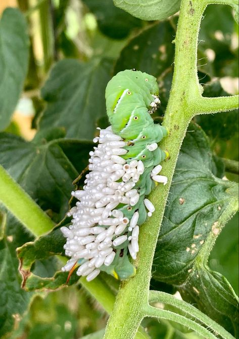 Tomatoes worst enemy. The wasps natural parasite eats the worm from the inside out. At this point the horn worm is practically dead. Parasitic Worms, Insect Eggs, Mom Brain, Cool Insects, Bio Art, Church Poster Design, Pet Care Tips, Design Seeds, When I Grow Up