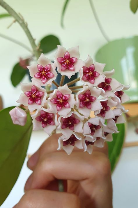 Hoya Obovata Bloom Unquie Flowers, Hoya Obovata Flower, Hoyas Plant, Hoya Bloom, Hoya Rotundiflora, Hoya Bella Flower, Rare Hoya, Flower Bundle, Hoya Bella