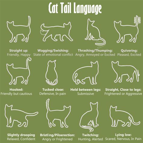 Warrior Cats Tail Signals, Cat Poses Meaning, Cat Tail Meaning, Interesting Cats, Cat Tail Language, Cat Body Language, Cat Pupils, Oreo Cat, Sign Language Chart