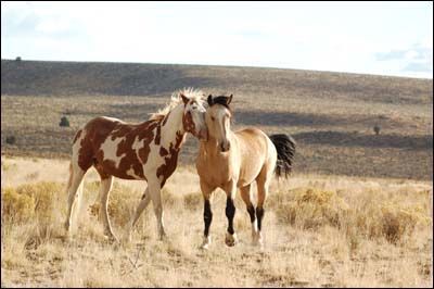 Compare "Spirit: Stallion of the Simoron" to this picture...these two look familiar? Spirit Horse Movie, Spirit And Rain, Spirit The Horse, Buckskin Horse, Horse Movies, Wild Mustangs, All The Pretty Horses, Pretty Horses, Horse Photography