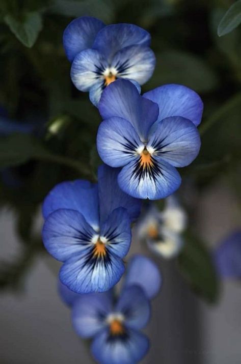 Viola Flower, Flower Reference, Pansies Flowers, Flower Photography, The Secret Garden, Flower Bed, Flowers Garden, Exotic Flowers, Flower Photos