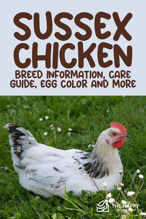 The Sussex Chicken is one breed that's also been around for centuries. It's a dual-purpose chicken—a steady layer, a good meat bird, with a gentle disposition. Learn more about the Sussex chicken by clicking this article! Light Sussex Chicken, Sussex Chicken, Heritage Chickens, Meat Birds, Chicken Coloring, Bantam Chickens, Chicken Home, Poultry House, Chicken Pictures