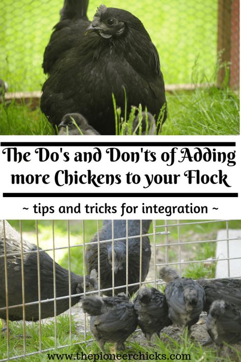 How To Introduce New Chickens To Flock, Chicken Run, Backyard Chickens Diy, Chicken Flock, Chicken Toys, Urban Chickens, Backyard Chicken Farming, Backyard Flocks, Raising Backyard Chickens