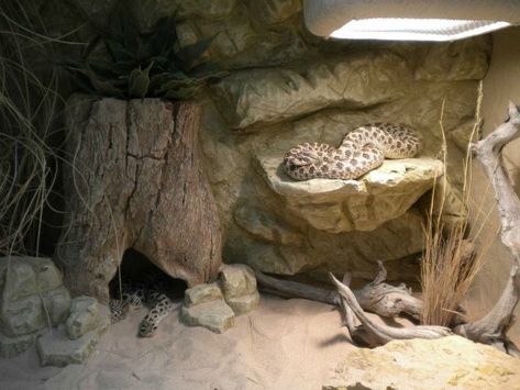 Hognose Snake Enclosure Ideas, Hognose Enclosure, Sand Boa Enclosure, Arid Terrarium, Hognose Snake Enclosure, Reptile Setup, Jurassic Terrarium, Leopard Gecko Cage, Bearded Dragon Tank Setup